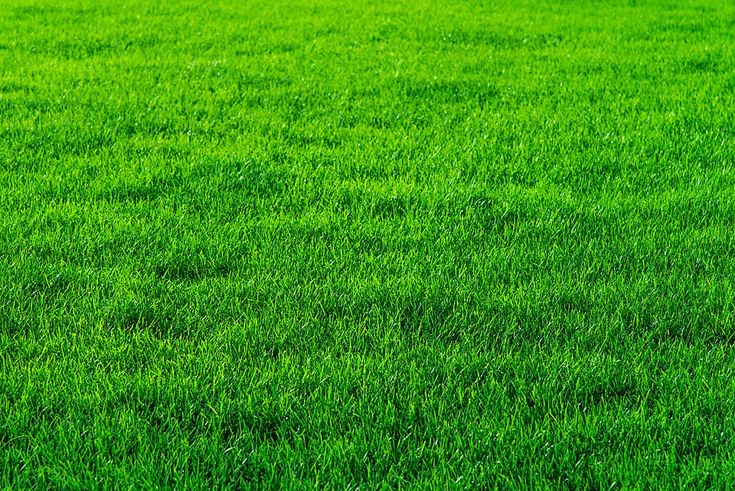 Beautiful green grass