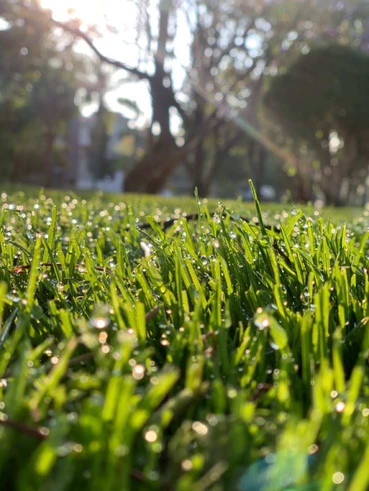 Beautiful closeup of grass under the sun